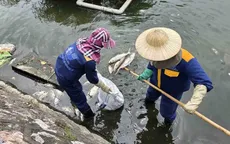 Hà Nội khẩn trương thu vớt cá chết trên hồ Trúc Bạch