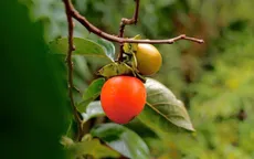 Mùa quả hồng trên cao nguyên Lâm Viên