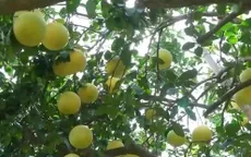 Nỗ lực đưa bưởi Phúc Trạch ra thế giới
