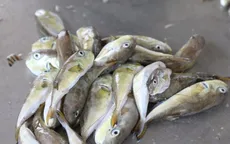 Ngộ độc cá nóc - hồi chuông cảnh báo từ cái chết thương tâm