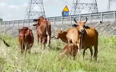 Hiểm họa gia súc thả rông trong hành lang cao tốc Vĩnh Hảo - Phan Thiết