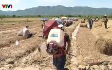 Hối hả vào mùa trồng kiệu Tết