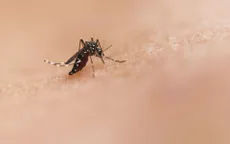 Brazil vận hành nhà máy nuôi muỗi nhiễm Wolbachia để chống sốt xuất huyết