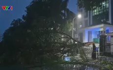 Bão số 10 quật đổ hàng trăm cây xanh ở Nghệ An, nhiều nhà bị tốc mái, mất điện trên diện rộng