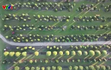 Tạo hình cây cảnh thành những tác phẩm độc đáo