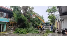Quảng Trị: Gió giật mạnh, nhiều cây xanh bật gốc, mái tôn bị cuốn bay