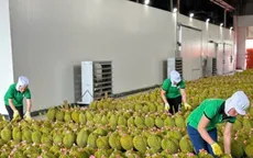 Xuất khẩu sầu riêng tăng mạnh