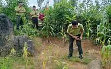 Sự thật về việc có hổ xuất hiện ở Phú Thọ