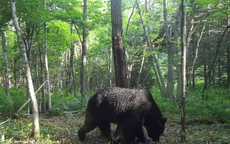 Nhật Bản báo động số ca tử vong do gấu tấn công cao kỷ lục