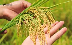 Nông Dược Toàn Cầu mang đến giải pháp nông nghiệp tiên tiến cho nông dân Việt