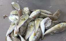 Lâm Đồng chỉ đạo khẩn điều tra vụ nghi ngộ độc cá nóc tại xã Phan Rí Cửa