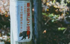 Gấu bị bắn hạ ở thành phố Sendai (Nhật Bản)