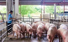 Đảm bảo nguồn cung 8,5 triệu tấn thịt năm 2025, sẵn sàng cho Tết 2026