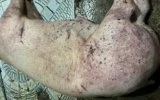 Hà Nội: Khởi tố 3 đối tượng mua bán hơn 61 tấn lợn nhiễm dịch bệnh