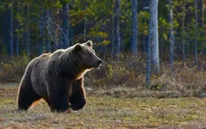 Báo động 70% vụ gấu tấn công người ngay trong khu dân cư ở Nhật Bản