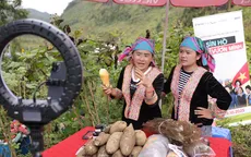 300 tấn khoai sâm đất được tiêu thụ qua TikTok Shop sau 2 tháng