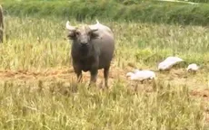 Con trâu lạc liên tục tấn công người, xã vùng cao Nghệ An phát thông báo khẩn