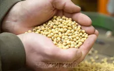 Trung Quốc mua đậu tương Mỹ trở lại