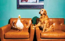 Diễn viên động vật trong làn sóng... mất việc 