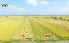 Gạo phát thải thấp của Việt Nam chinh phục nhiều thị trường khó tính