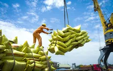 Giá gạo Việt Nam chạm mức thấp nhất 2 tháng