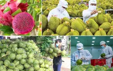Rau quả Việt tăng tốc, tiến tới mục tiêu xuất khẩu 10 tỷ USD