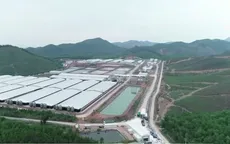 Bất cập trong xử lý mùi tại các trang trại chăn nuôi lợn công nghệ cao