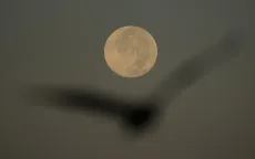 Cách nhận biết siêu trăng tháng 11 - hiện tượng Mặt Trăng gần Trái Đất nhất trong năm