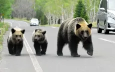 Nhật Bản điều binh lính hỗ trợ bắt gấu sau nhiều vụ tấn công chết người