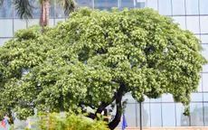 Hà Nội nồng nàn trong hương hoa sữa cuối Thu