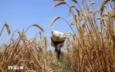 Trung Quốc mua lô hàng lúa mì đầu tiên từ Mỹ kể từ năm 2024