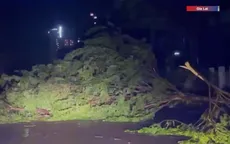 Gia Lai: Gió mạnh, hàng loạt cây xanh gãy đổ, nhiều nơi mất điện