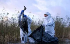 Dịch cúm H5N1 độc lực cao lan rộng, châu Âu khẩn trương ngăn chặn