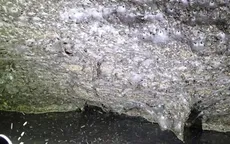 Phát hiện mạng nhện khổng lồ nhất thế giới, rộng 106 m² với hơn 100.000 con nhện