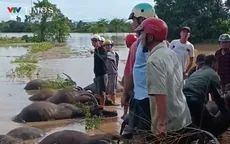 Đắk Lắk: Nhiều đàn trâu cột ngoài đồng bị chết do ngạt nước lũ