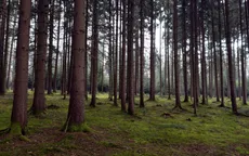 Các khu rừng châu Âu đang trở thành "nhà máy thải CO2"