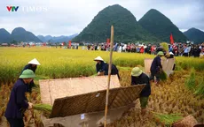 Người dân Bắc Sơn tái hiện mùa gặt truyền thống giữa thung lũng vàng