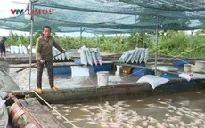 Hàng chục tấn cá lồng chết trắng sau bão số 13, người nuôi rơi vào cảnh trắng tay