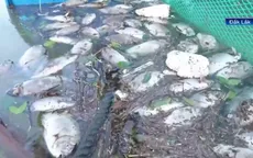 Đắk Lắk: Cá chết hàng loạt trên đầm Cù Mông sau bão