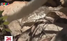 Rắn đuôi chuông xâm chiếm đảo Mallaorca (Tây Ban Nha)