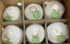 Tăng tính cạnh tranh cho ngành dừa