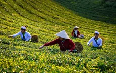 Sắc thu Long Cốc: Bức tranh bình yên giữa đồi chè xứ Phú Thọ