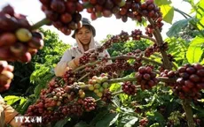 Chính sách thuế mới của Mỹ làm lệch dòng chảy cà phê toàn cầu