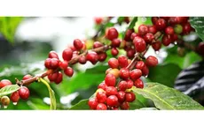 Giá cà phê đồng loạt tăng mạnh