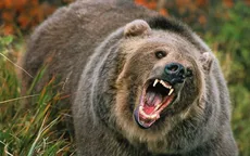 Gấu tấn công học sinh và giáo viên ở Canada, 11 người bị thương