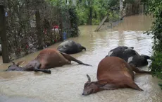 Đắk Lắk: Gia súc thiệt hại hàng loạt sau lũ lớn