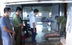 Khởi tố chủ trại lợn ở Hưng Yên giấu dịch tả, vẫn bán ra thị trường