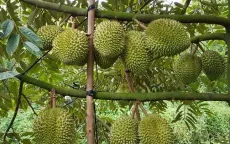 Sầu riêng tiếp tục là mặt hàng xuất khẩu chủ lực