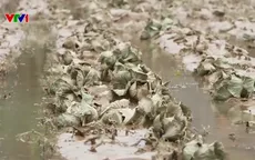 Hàng nghìn ha rau, hoa màu ở Lâm Đồng hư hỏng, nhà kính đổ sập sau mưa lũ