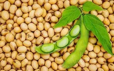 Trung Quốc tăng nhập khẩu đậu nành từ Mỹ